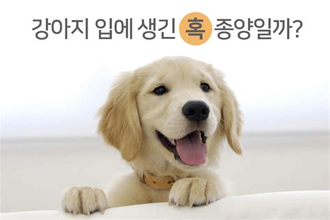 강아지 종양 - 송인수 수의사 반∙동∙건 칼럼 반려동물에게